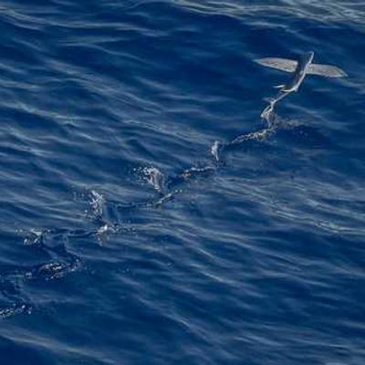 Pantalon Chino Beige